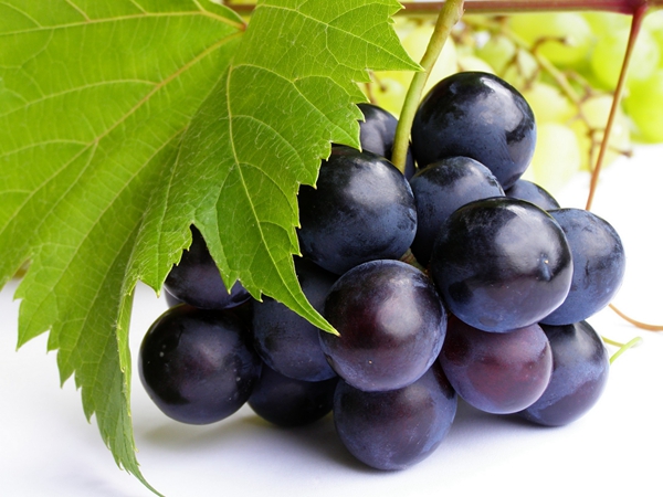 Grape fertilization scheme
