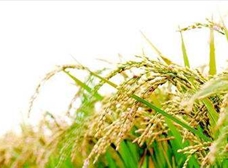 How can potassium dihydrogen phosphate be used in rice