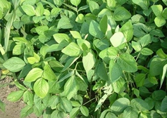 Usage of potassium dihydrogen phosphate on soybean