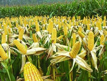 Usage of potassium dihydrogen phosphate on maize