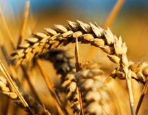 Usage of potassium dihydrogen phosphate on wheat