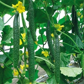 Fertilization scheme for cucumber