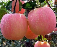 Apple fertilization scheme